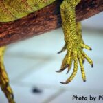 Dry, cracked hands are for lizards