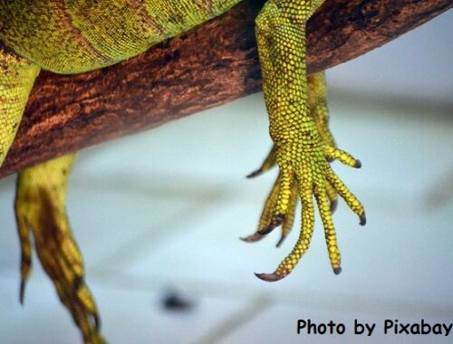 Dry, cracked hands are for lizards