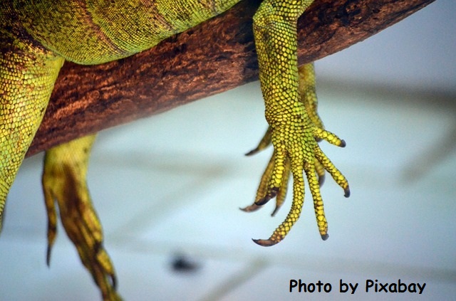 Dry, cracked hands are for lizards